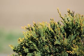 IMG_0376.JPG